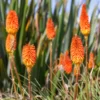 4 Red Hot Poker Lily Plants Bareroots – Vibrant Kniphofia for Stunning Garden Blooms