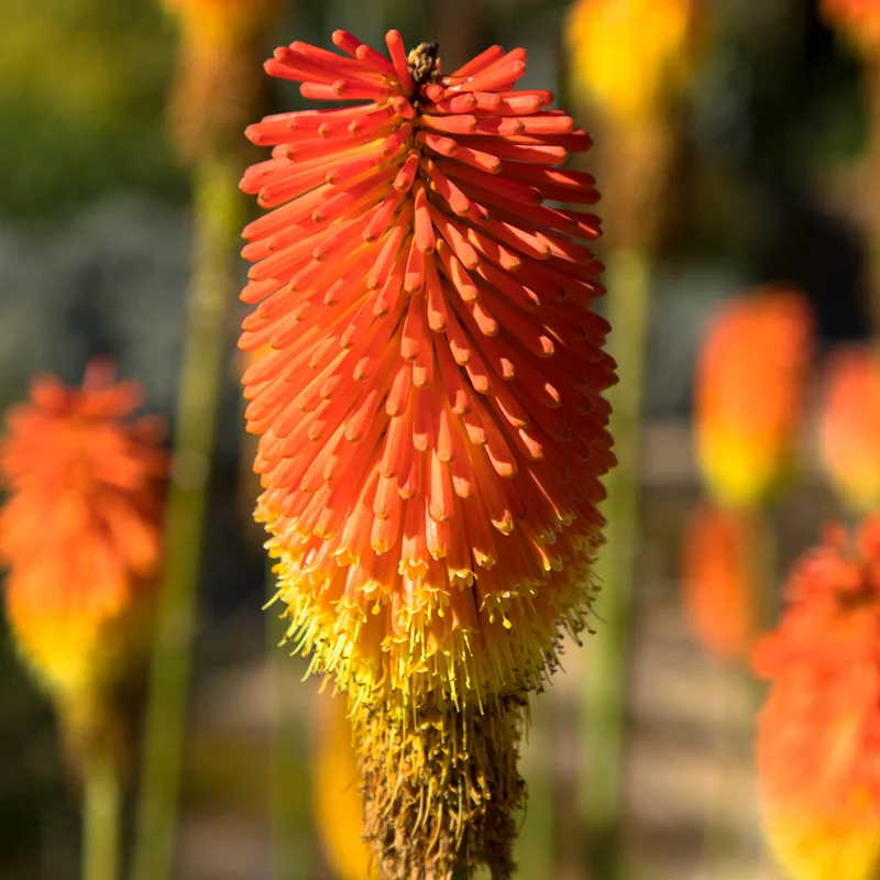 4 Red Hot Poker Lily Plants Bareroots – Vibrant Kniphofia for Stunning Garden Blooms