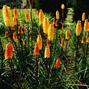 4 Red Hot Poker Lily Plants Bareroots – Vibrant Kniphofia for Stunning Garden Blooms