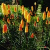2 Kniphofia Red Hot Poker Plants Live Bareroots - Kniphofia Lilies Live Plant - Hardy Perennial Plants for Garden and Borders