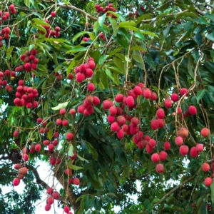 Sweet Lychee Tree Live Plant, Live Lychee Plant Live - 5 to 9 Inch Tall - Litchi Fruit Outdoors - Zone 9 to 12