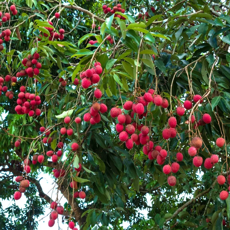 Sweet Lychee Tree Live Plant, Live Lychee Plant Live - 5 to 9 Inch Tall - Litchi Fruit Outdoors - Zone 9 to 12