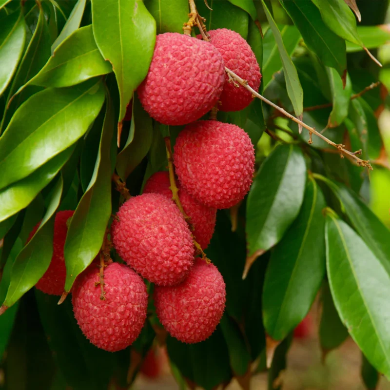 Sweet Lychee Tree Live Plant, Live Lychee Plant Live - 5 to 9 Inch Tall - Litchi Fruit Outdoors - Zone 9 to 12