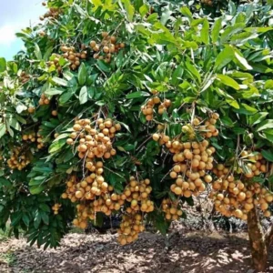 Sweet Longan Tree Live Plant, 5 to 9 Inches Tall, Perfect for Outdoor Growing and Fresh Longan Fruit