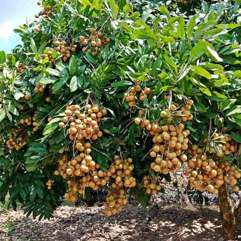 Sweet Longan Tree Live Plant, 5 to 9 Inches Tall, Perfect for Outdoor Growing and Fresh Longan Fruit