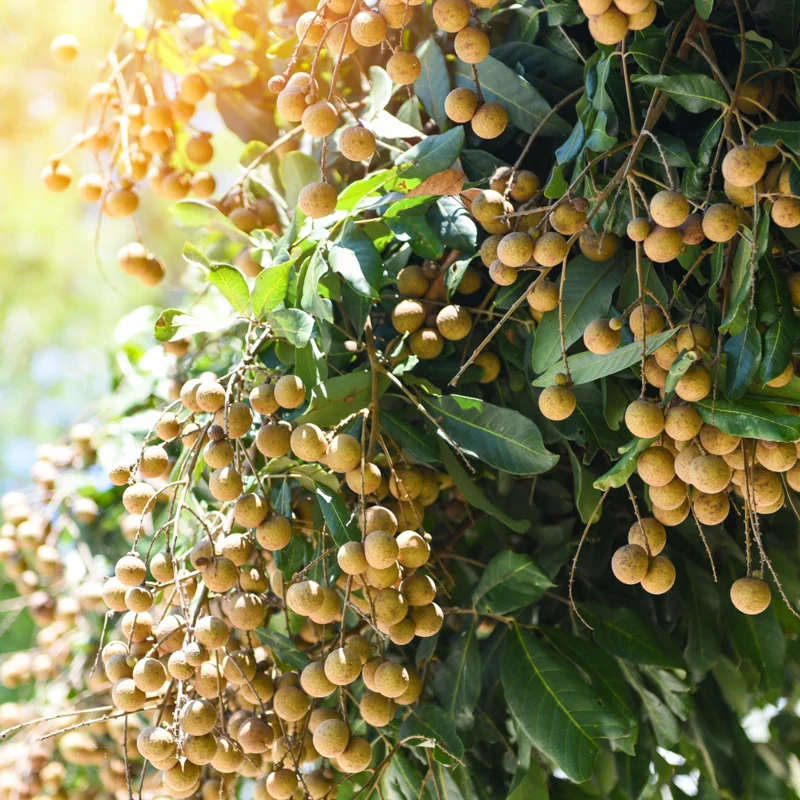 Sweet Longan Tree Live Plant, 5 to 9 Inches Tall, Perfect for Outdoor Growing and Fresh Longan Fruit