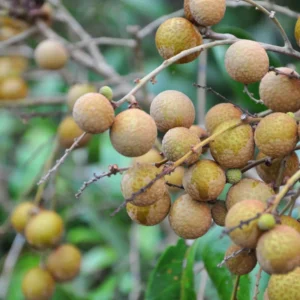 Longan Plant Live, Size 5-9 Inch Tall, Longan Tree for Outdoor Longan Fruit Cultivation