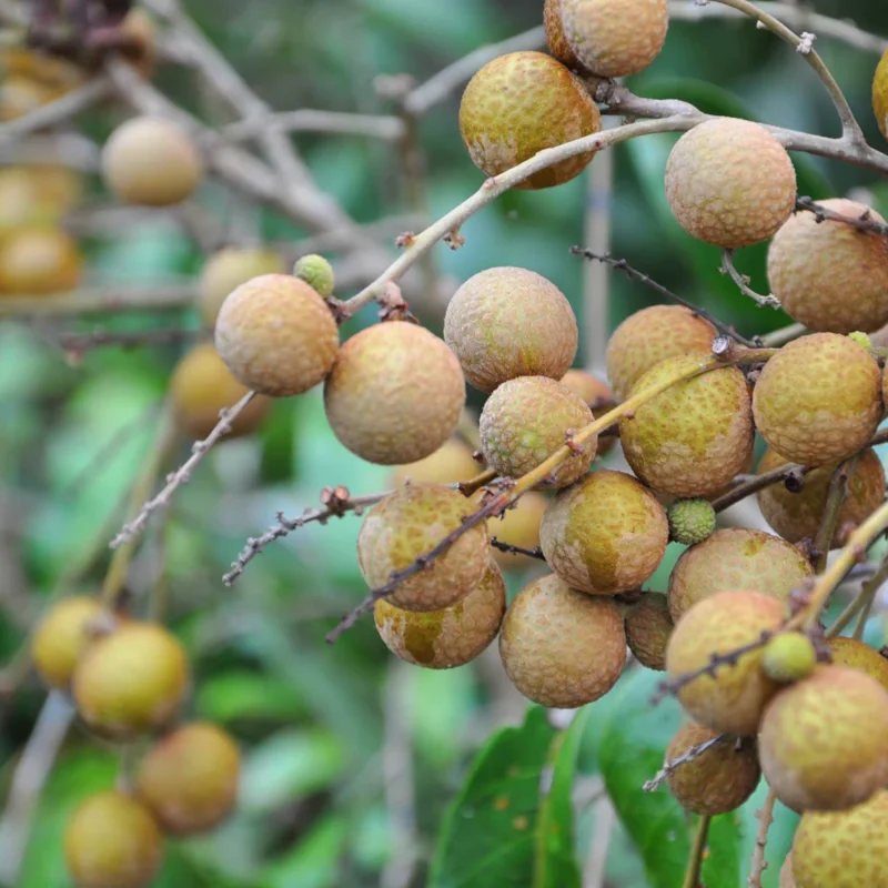 Longan Plant Live, Size 5-9 Inch Tall, Longan Tree for Outdoor Longan Fruit Cultivation