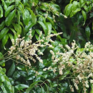 Sweet Longan Tree Live Plant, 5 to 9 Inches Tall, Perfect for Outdoor Growing and Fresh Longan Fruit