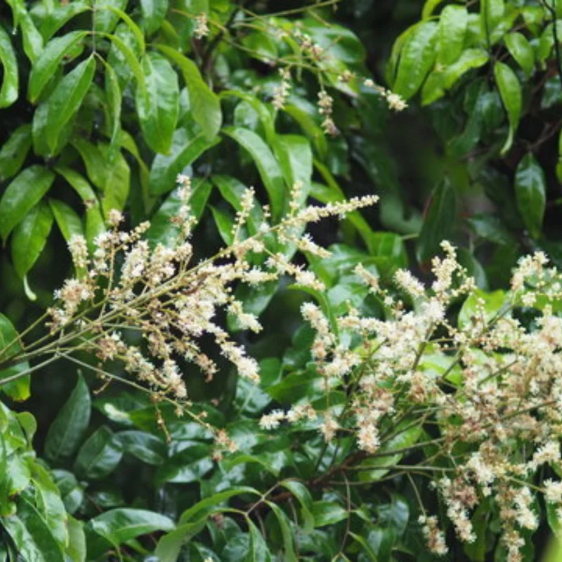 Sweet Longan Tree Live Plant, 5 to 9 Inches Tall, Perfect for Outdoor Growing and Fresh Longan Fruit