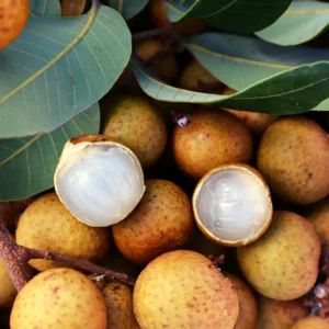 Longan Plant Live, Size 5-9 Inch Tall, Longan Tree for Outdoor Longan Fruit Cultivation