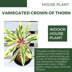 Euphorbia Milii Plant Live, Variegated Crown Of Thorn 4 Inches Pot, Rare Cactus Flower Plant, Indoor House Plant