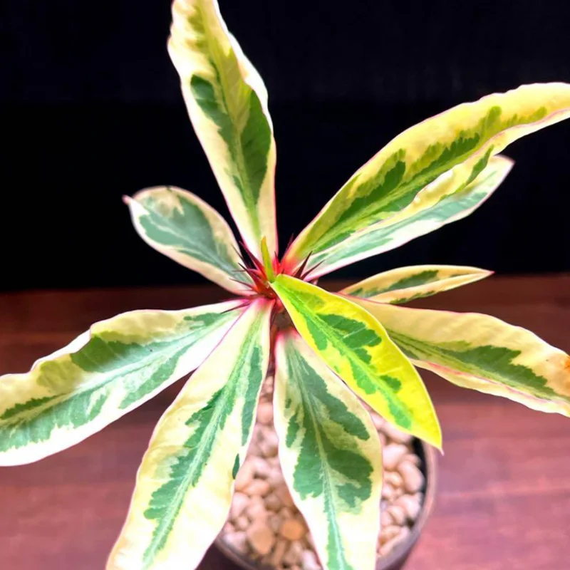 Euphorbia Milii Plant Live, Variegated Crown Of Thorn 4 Inches Pot, Rare Cactus Flower Plant, Indoor House Plant