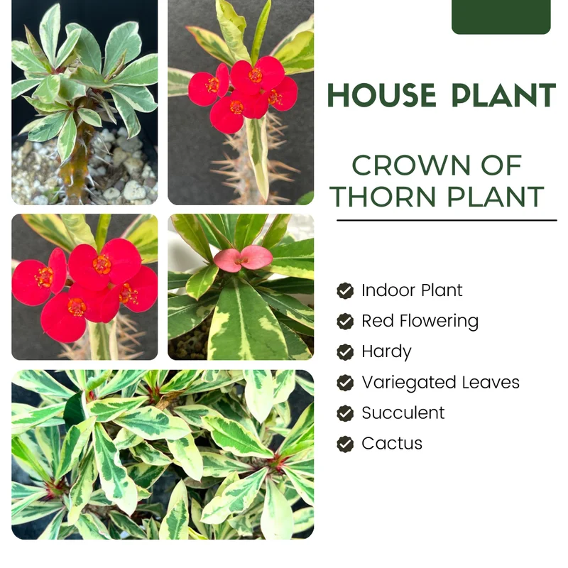 Euphorbia Milii Plant Live, Variegated Crown Of Thorn 4 Inches Pot, Rare Cactus Flower Plant, Indoor House Plant