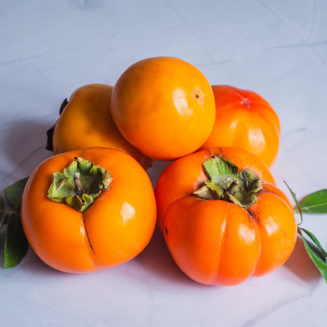 American Persimmon Tree in Pot, Hardy Fruit Tree for Zones 4-9, Persimmon Tree Live Plant, 6 to 12 Inch Tall - Image 8