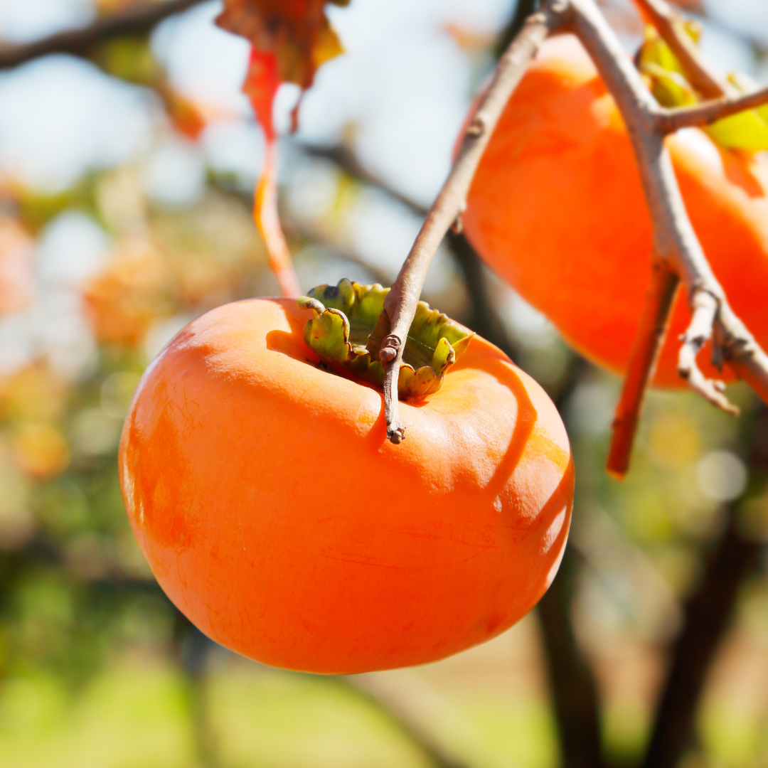 American Persimmon Tree in Pot, Hardy Fruit Tree for Zones 4-9, Persimmon Tree Live Plant, 6 to 12 Inch Tall - Image 4