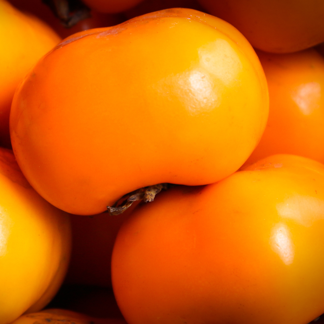 American Persimmon Tree in Pot, Hardy Fruit Tree for Zones 4-9, Persimmon Tree Live Plant, 6 to 12 Inch Tall - Image 6