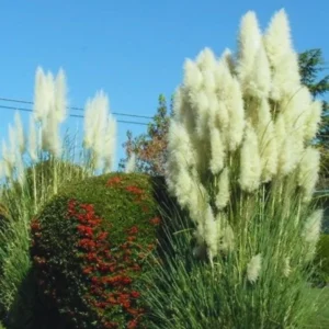 2 White Pampas Grass Plants Live, 3.5 Inches Potted, Pampas Grass Live Plant Pot, Live Pampas Grass Plant, Grass Plant Tree