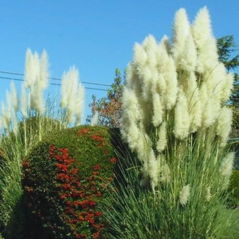 2 Pampas Grass Plants Live, 4 To 6 Inches Tall, White Pampas Grass Perennial Live Plants, 3.5 Inches Potted, Grass Tree Plants, Pampas Grass Live Plant Pot