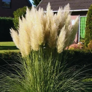 2 Pampas Grass Plants Live, 4 To 6 Inches Tall, White Pampas Grass Perennial Live Plants, 3.5 Inches Potted, Grass Tree Plants, Pampas Grass Live Plant Pot