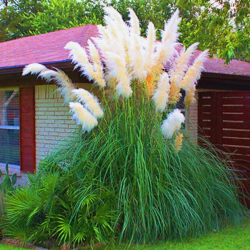 2 Pampas Grass Plants Live, 4 To 6 Inches Tall, White Pampas Grass Perennial Live Plants, 3.5 Inches Potted, Grass Tree Plants, Pampas Grass Live Plant Pot