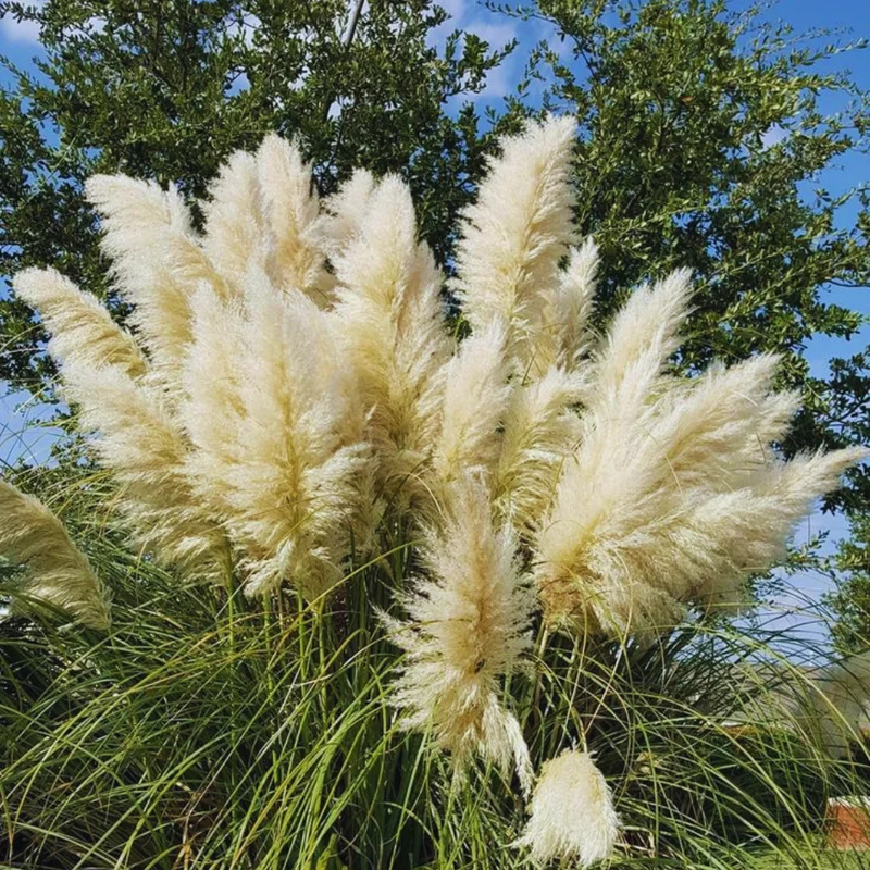 2 Pampas Grass Plants Live, 4 To 6 Inches Tall, White Pampas Grass Perennial Live Plants, 3.5 Inches Potted, Grass Tree Plants, Pampas Grass Live Plant Pot