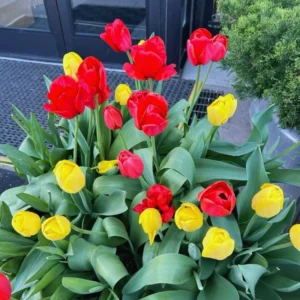 50 Tulip Bulbs for Fall Planting, Large Mix Color Tulip Bulbs, Easy To Plant Indoors Outdoors, 50 Mix Tulip Flower Bulbs for Your Garden