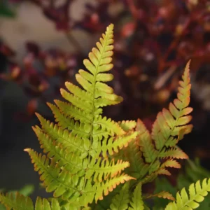 Autumn Fern Plant Live, 3.5'' Potted, Live Fern Plant, Hardy Fern Live Plant for Garden