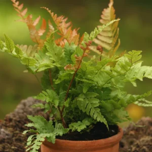 3.5'' Autumn Fern Plant Pot, Live Fern Plant, Fern Live Plant for Garden, Perennial Plant