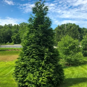 5 Green Giant Arborvitae Starter Plants - Thuja Plicata Evergreen Privacy Tree Windbreak Fast Growing Hedge Landscape Starter Plant