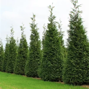 5 Green Giant Arborvitae Starter Plants - Thuja Plicata Evergreen Privacy Tree Windbreak Fast Growing Hedge Landscape Starter Plant