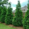 10 Green Giant Arborvitae Starter Plants - Thuja Plicata Evergreen Privacy Tree Windbreak Fast Growing Hedge Landscape Starter Plant
