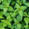 10 Stinging Nettle Plant Bare Roots Only Urtica Dioica Transplant