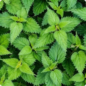 10 Stinging Nettle Plant Bare Roots Only Urtica Dioica Transplant