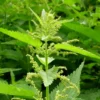 15 Stinging Nettle Plant Bare Roots Only Urtica Dioica Transplant