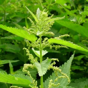 15 Stinging Nettle Plant Bare Roots Only Urtica Dioica Transplant