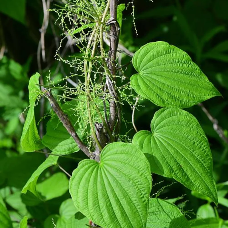 Wild Yam Plants Bare Roots Dioscorea Villosa Perennial Vine Bulbs For Plant Native Herb Wildflower