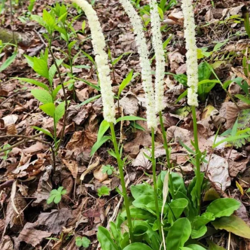 3 False Unicorn Plants Bare Roots Chamaelirium Luteum Star Root Plan