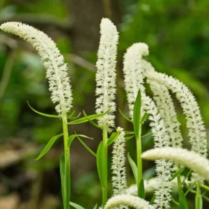 10 False Unicorn Plants Bare Roots Chamaelirium Luteum Star Root Plant