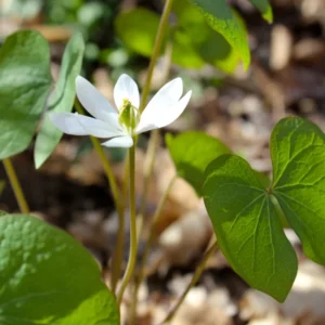 10 Twin Leaf Plants Bare Roots Perennial Jeffersonia Diphylla Premium Wildflower Bulbs For Planting