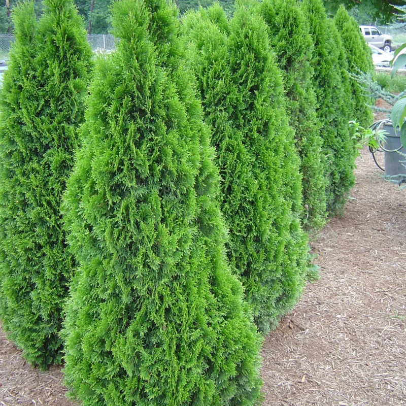 5 Emerald Green Arborvitae Tree Starter Plant Thuga Privacy Tree Bare Root Landscape Evergreen