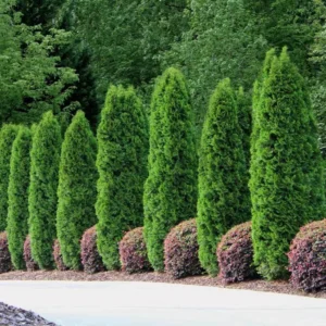 10 Emerald Green Arborvitae Tree Starter Plant Thuga Privacy Tree Bare Root Landscape Evergreen