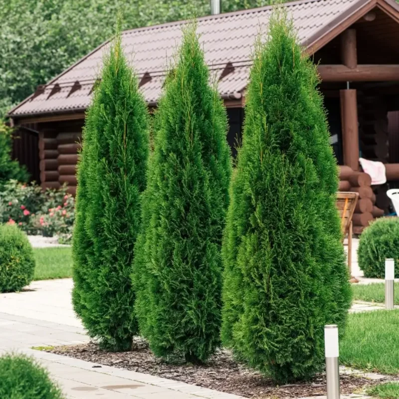 20 Emerald Green Arborvitae Tree Starter Plant Thuga Privacy Tree Bare Root Landscape Evergreen