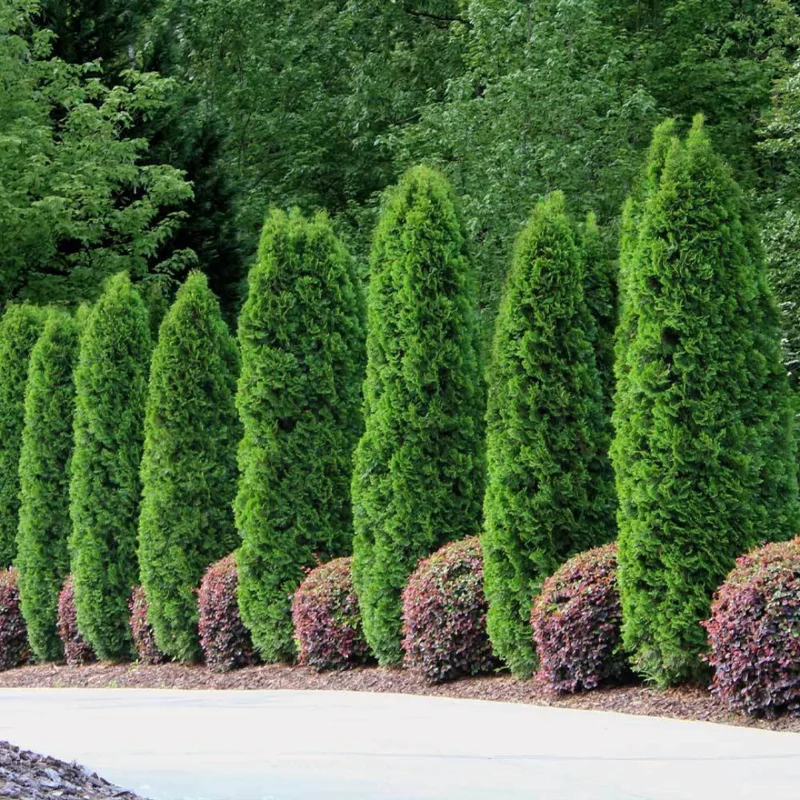 20 Emerald Green Arborvitae Tree Starter Plant Thuga Privacy Tree Bare Root Landscape Evergreen