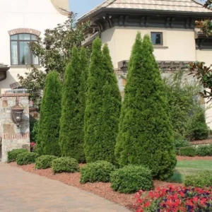 30 Emerald Green Arborvitae Tree Starter Plant Thuga Privacy Tree Bare Root Landscape Evergreen