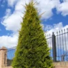 20 Leyland Cypress Tree Cuttings Fresh Privacy Screen Tree Fast Growing Landscaping Hedge Plant