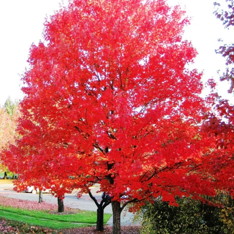 Autumn Blaze Maple Quart Pot