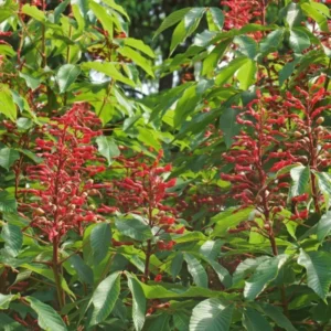 Dwarf Red Buckeye Aesculus Pavi Live Plant 8-12 Inch Tree Shrub, Bare Root, Dormant in Winter