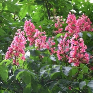 Red Horsechestnut Br (Aesculus X Carnea), , Bare Root, Dormant in Winter, 1-2 Feet Tall