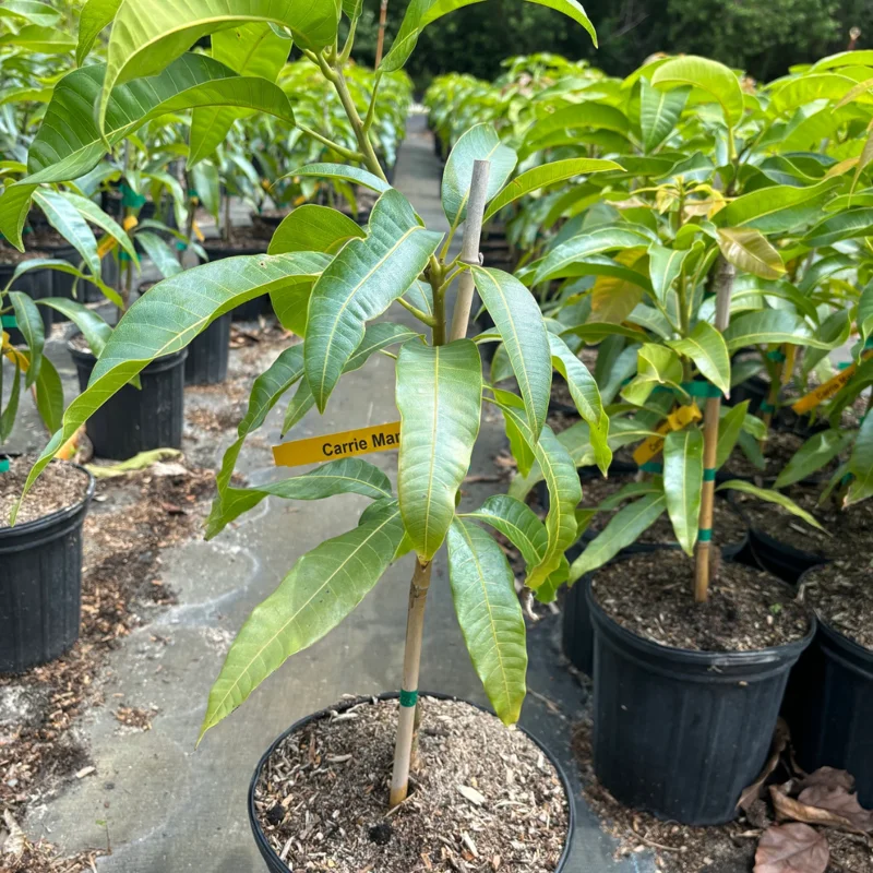 Grafted Carrie Mango, 3 Gallon Pot
